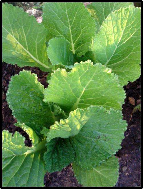 MUSTARD SPINACH - FLORIDA BROADLEAF - 75 SEED - SEE DESCRIPTION.