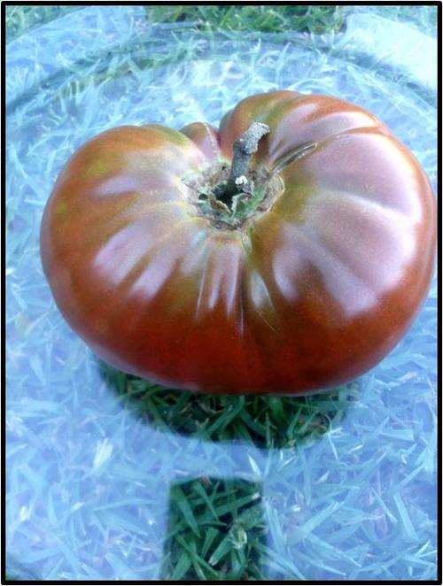 BLACK KRIM TOMATO - 20 SEED - SEE DESCRIPTION.