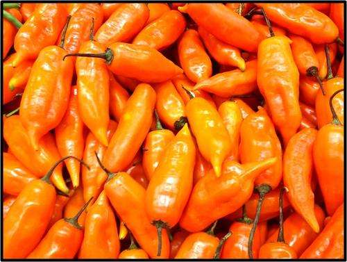 AJI AMARILLO PEPPER ( MILD ) - 15 SEED - SEE DESCRIPTION.