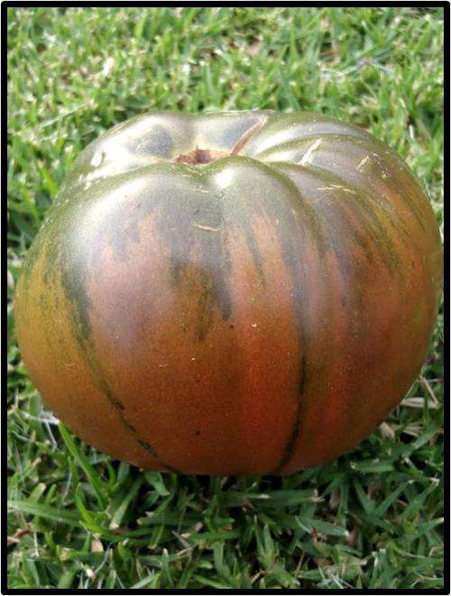 ARBUZNYI TOMATO - 20 SEED - SEE DESCRIPTION.