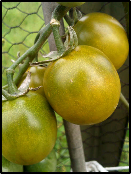 CHERRY TOMATO - GREEN GRAPE - 10 SEEDS - SEE DESCRIPTION.