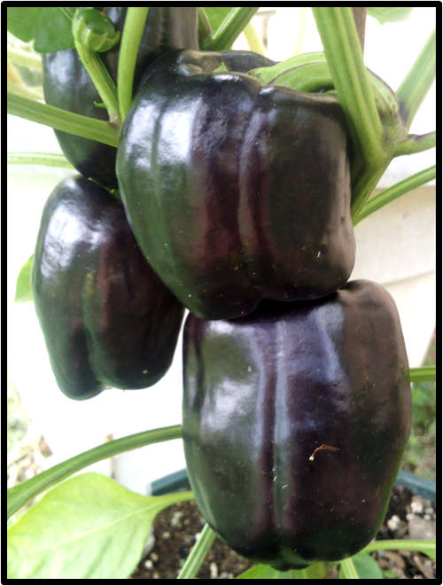 PURPLE BEAUTY PEPPER ( SWEET ) - 10 SEED - SEE DESCRIPTION.
