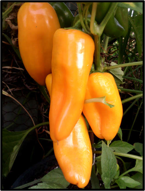 YUMMY PEPPER - 10 SEED - SEE DESCRIPTION.