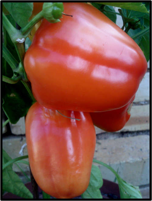 SUNRISE ORANGE PEPPER ( SWEET ) - 15 SEED - SEE DESCRIPTION.