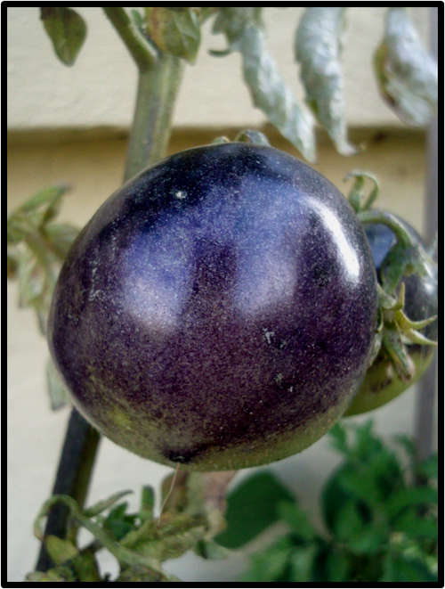 O S U BLUE TOMATO - 10 SEED - SEE DESCRIPTION.