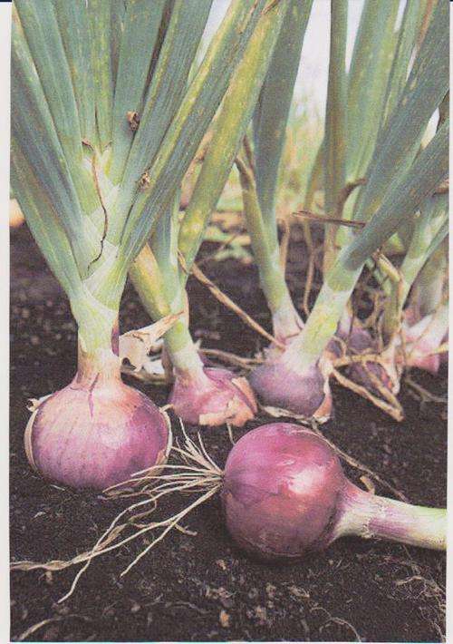 Onion - Red Creole - 75 seeds