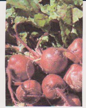 Beetroot - Early Wonder - 100+ seeds