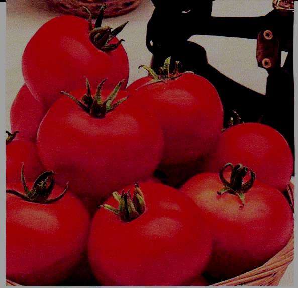 Tomato - Money Maker - 15 Seed - See Description.