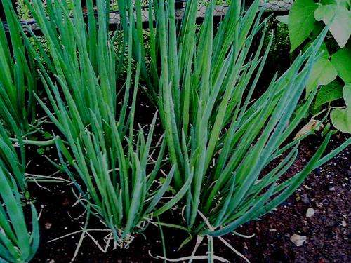 Spring Onion - 150 Seed - See Description.