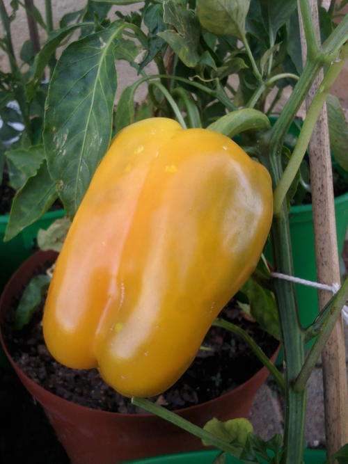 Pepper - Yellow Belle ( Sweet ) - 10 Seeds - See Description.
