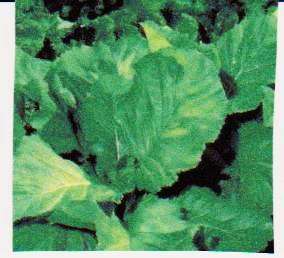 Mustard Spinach - Florida Broadleaf - 50 Seed - See Description.