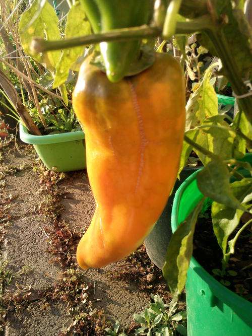 Pepper - Corno Di Toro Giallo ( Sweet ) - 10 Seeds - See Description.