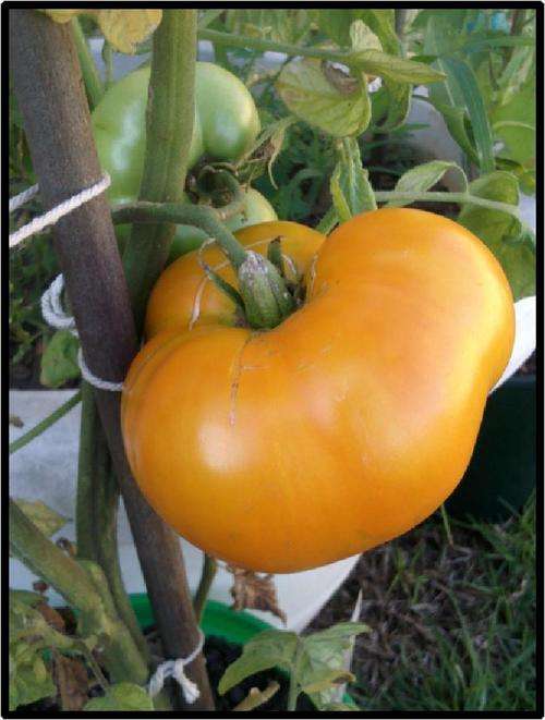 Tomato - Brandywine Yellow - 10 seeds - See Description.