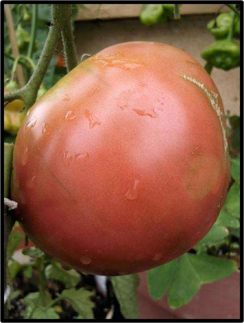 Tomato - Cherokee Purple - 10 seeds - See Description.