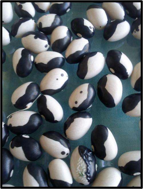 BUSH BEAN - YIN YANG - 6 SEED - SEE DESCRIPTION.