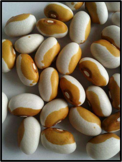 BUSH BEAN - BUTTERSCOTCH CALYPSO - 6 SEED - SEE DESCRIPTION.