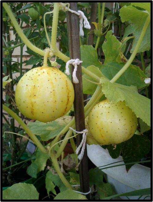 Cucumber - Lemon - 10 seeds - See Description.