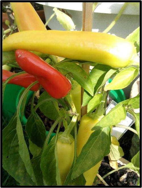 Pepper - Hungarian Yellow ( Medium ) - 10 Seeds - See Description.