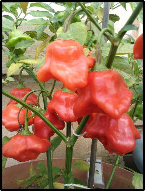 BISHOPS CROWN PEPPER ( HOT ) - 20 SEED - SEE DESCRIPTION.