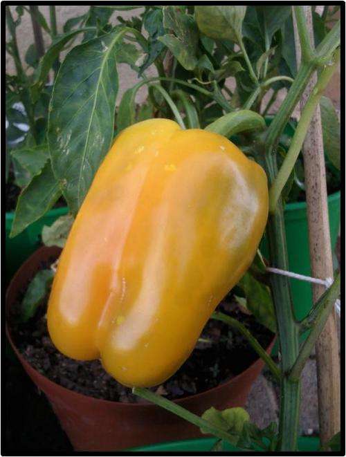 SWEET / MILD PEPPER - YELLOW BELLE - 12 SEED - SEE DESCRIPTION.