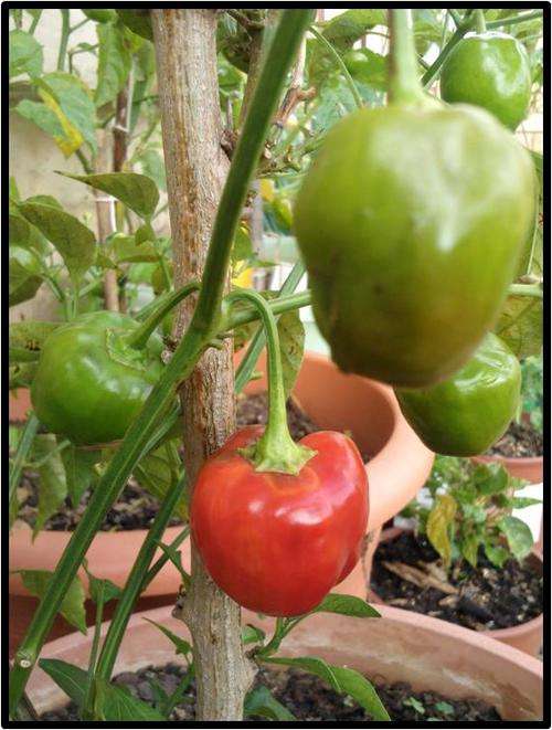 Pepper - Capsicum Baccatum Piquante ( Sweet ) - 10 Seeds - See Description.