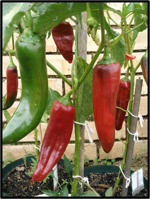 PAPRIKA PEPPER ( SWEET ) - 20 SEED - SEE DESCRIPTION.