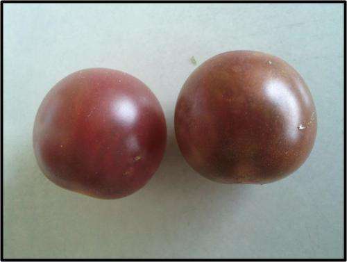 Cherry Tomato - Chocolate Cherry - 10 Seeds - See Description.