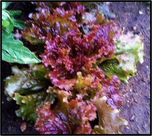 Looseleaf lettuce - Veneza Roxa - 75 seed - See Description.