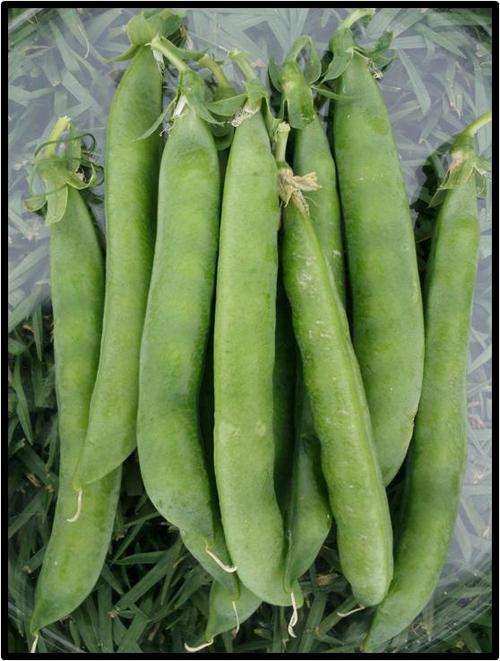 Pea - Green Arrow - 15 Seeds - See Description.