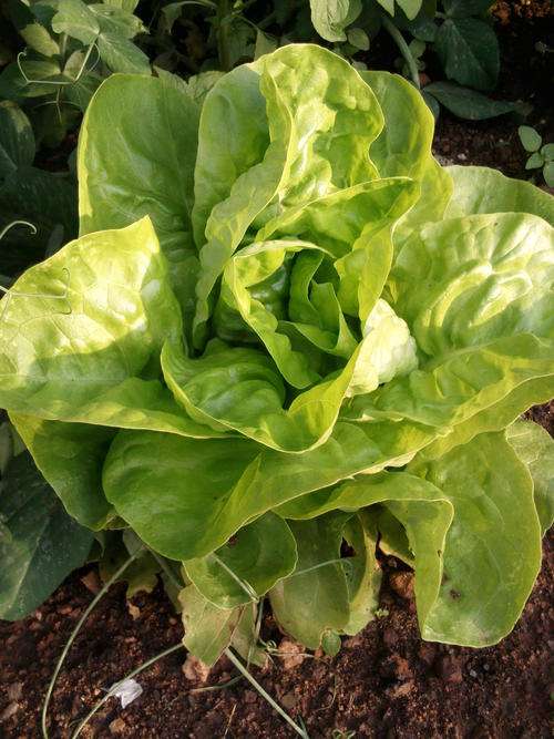 Butterhead Lettuce - Arctic King - 75 Seed - See Description.