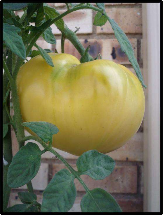 Tomato - Great White - 10 Seeds - See Description.