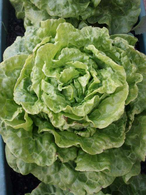 Butterhead lettuce - Tom Thumb - 75 Seed - See Description.