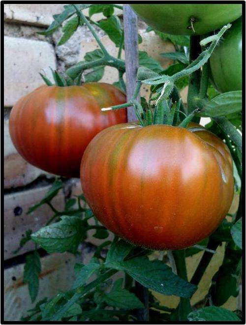 TIMS BLACK RUFFLES TOMATO - 20 SEED - SEE DESCRIPTION.
