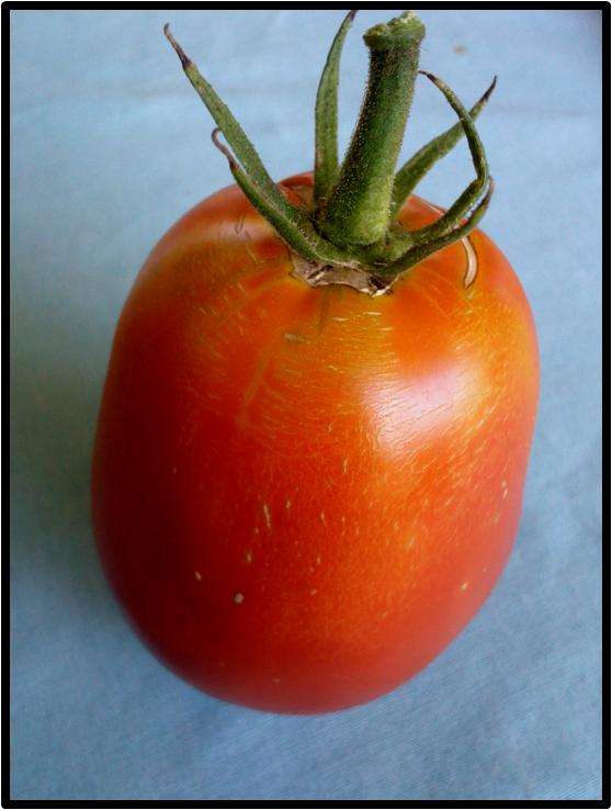 TOMATO - BIG ITALIAN PLUM - 12 SEED - SEE DESCRIPTION.