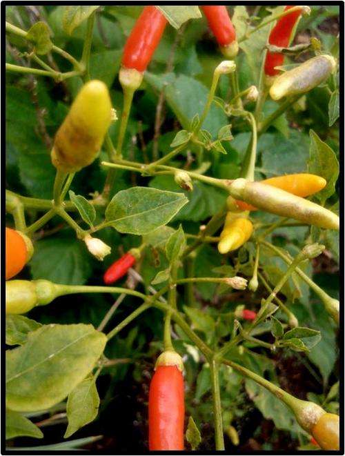 Pepper - Tobasco ( Hot ) - 10 Seeds - See Description.