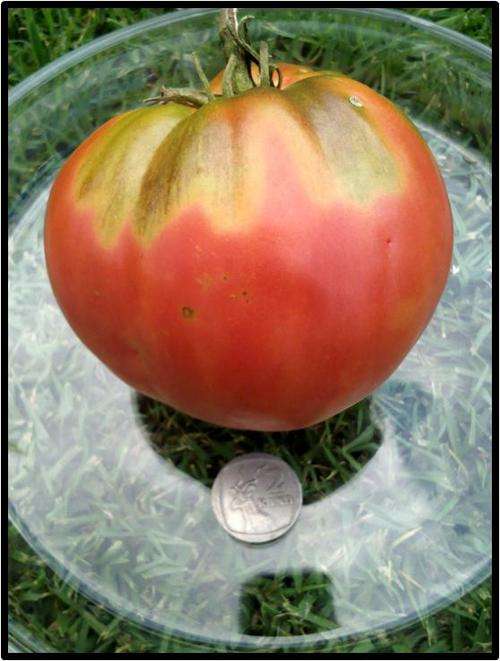 Tomato - Oxheart - Bulk buy - See Description.