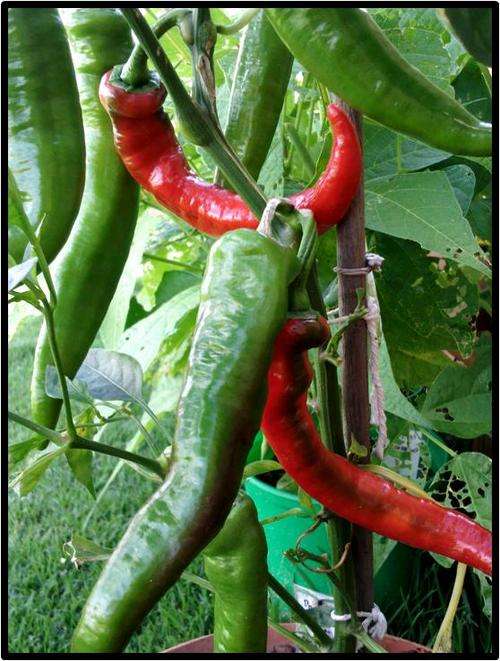 SWEET / MILD PEPPER - JIMMY NARDELLO - 12 SEED - SEE DESCRIPTION.