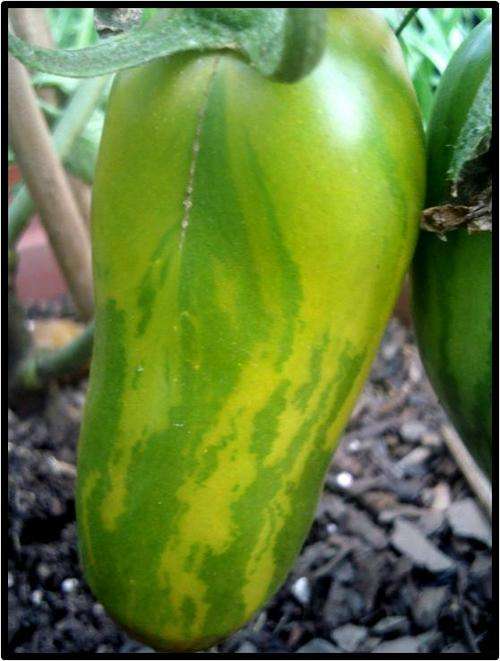TOMATO - GREEN SAUSAGE - 6 SEED - SEE DESCRIPTION.