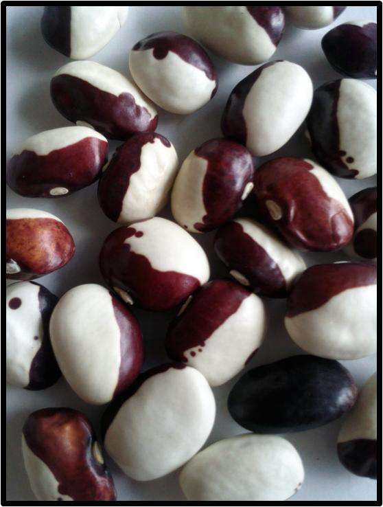 POLE BEAN - RED CALYPSO - 6 SEED - SEE DESCRIPTION.