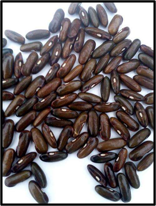 BUSH BEAN - BROWN RICE - 6 SEED - SEE DESCRIPTION.