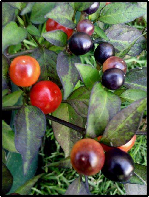 ORNAMENTAL PEPPER ( HOT ) - FILUS BLUE - 12 SEED - SEE DESCRIPTION.