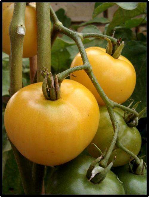 AUNT RUBY'S CHERRY TOMATO - 20 SEED - SEE DESCRIPTION.