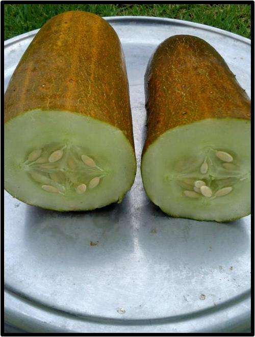POONA KHEERA CUCUMBER - 15 SEED - SEE DESCRIPTION.