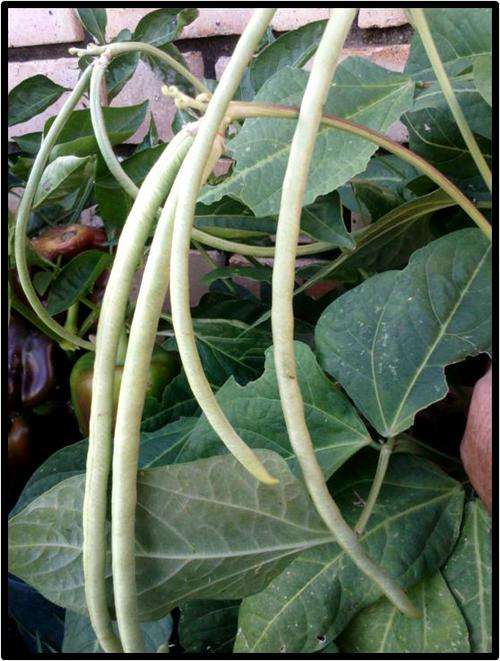 YARDLONG BUSH BEAN - CHINESE RED SEEDED - 6 SEED - SEE DESCRIPTION.