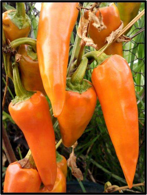 Pepper - Bulgarian carrot ( Hot ) - 10 Seeds - See description.