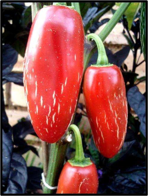 SWEET/MILD PEPPER - JALAPENO TAM - 12 SEED - SEE DESCRIPTION.