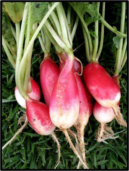 RADISH - FRENCH BREAKFAST - 50 SEED - SEE DESCRIPTION.