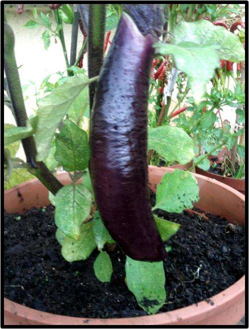 Eggplant - Thai long purple - 15 seed - See description.