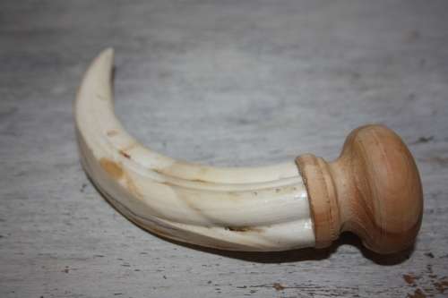 Warthog Tooth