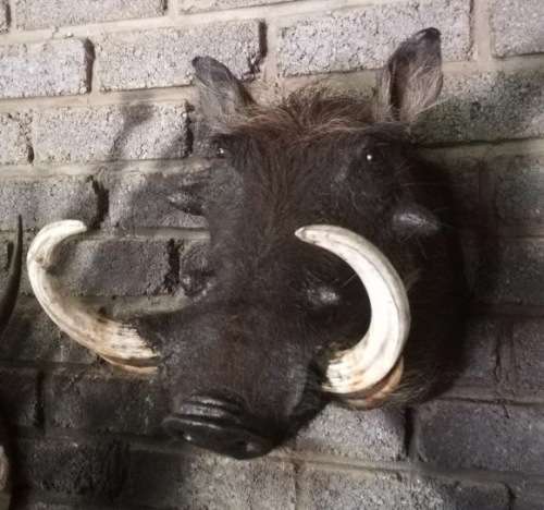 Warthog Trophy